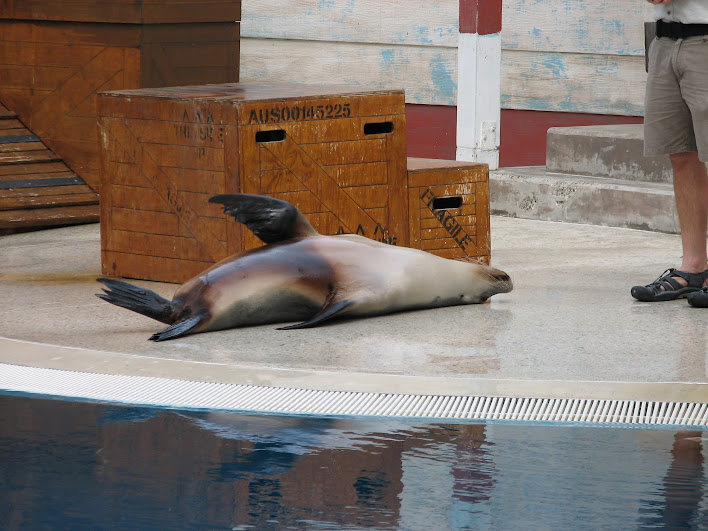 Taronga 2012 - Seal Show - Australian Sea Lion