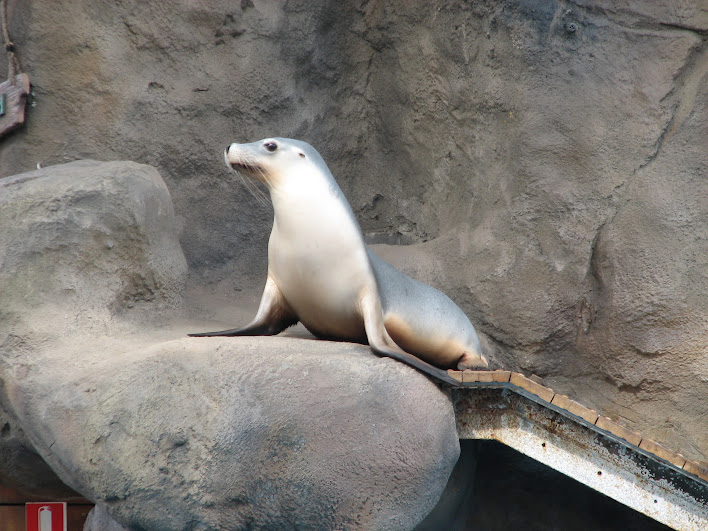 Taronga 2012 - Seal Show - Australian Sea Lion