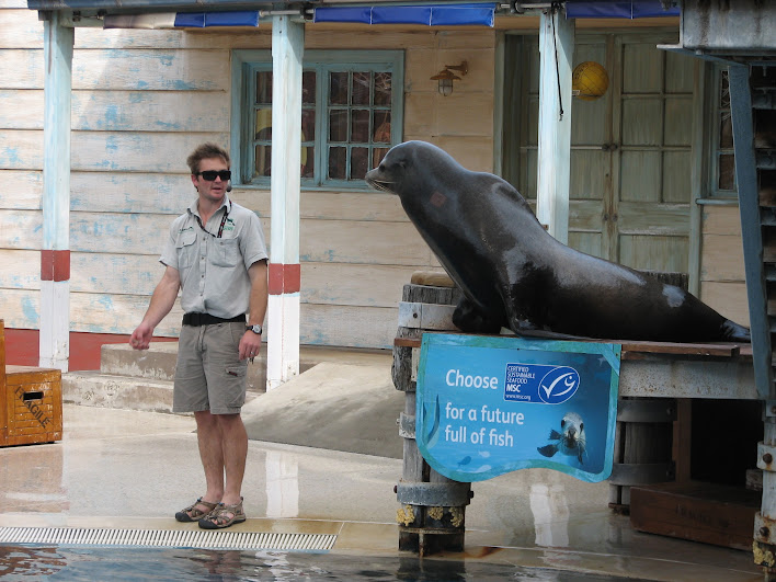 Taronga 2012 - Seal Show - California Sea Lion