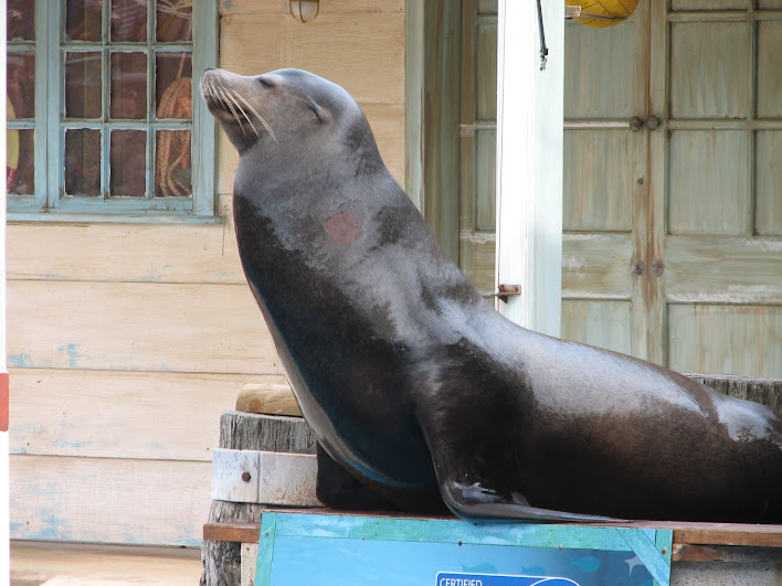 Taronga 2012 - Seal Show - California Sea Lion