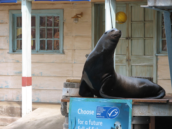 Taronga 2012 - Seal Show - California Sea Lion