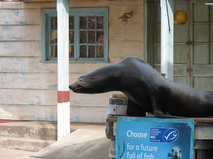 Taronga 2012 - Seal Show - California Sea Lion