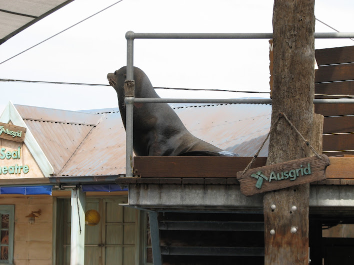 Taronga 2012 - Seal Show - California Sea Lion
