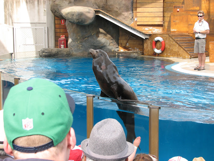 Taronga 2012 - Seal Show - California Sea Lion