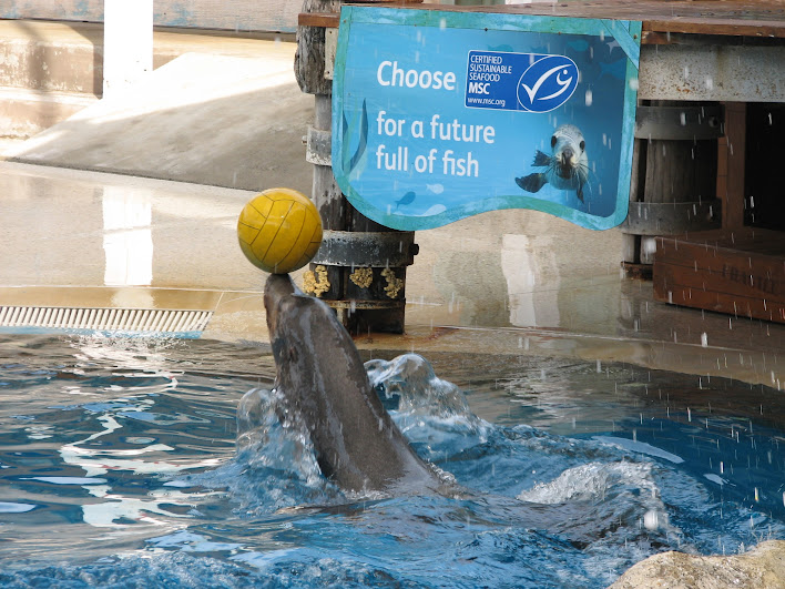 Taronga 2012 - Seal Show - California Sea Lion