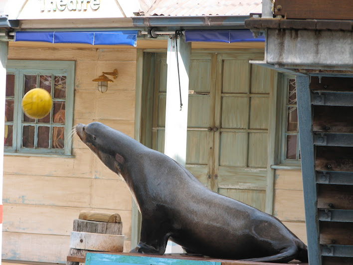 Taronga 2012 - Seal Show - California Sea Lion