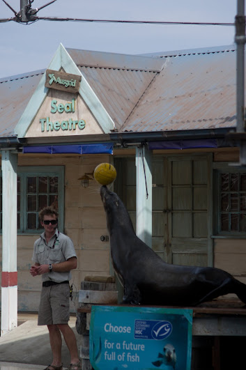 Taronga 2012 - Seal Show - California Sea Lion