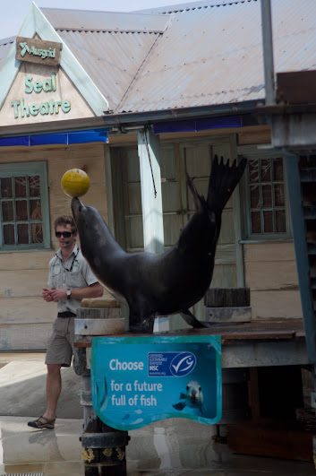 Taronga 2012 - Seal Show - California Sea Lion