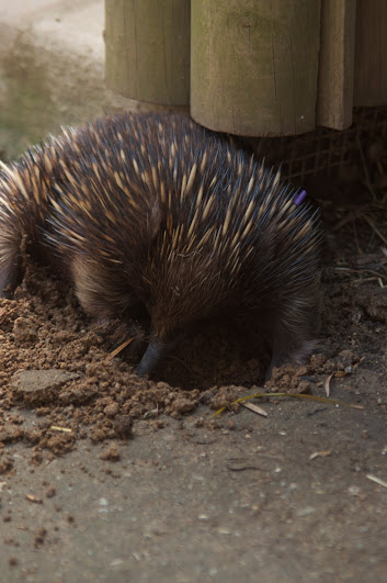 Taronga 2012 - Short-beaked Echidna in the Old Education Centre, just outside the tortoise indoor housing