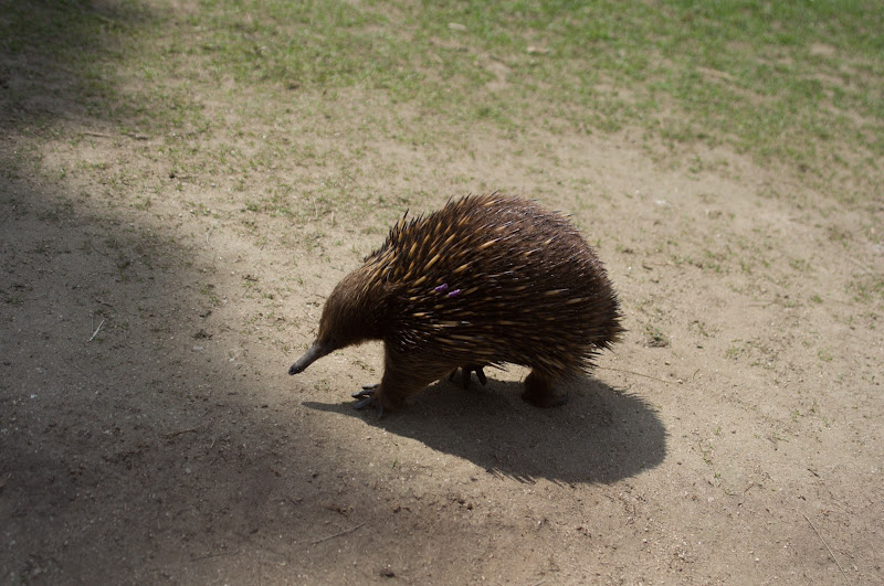 Taronga 2012 - Short-beaked Echidna in the old Education Centre