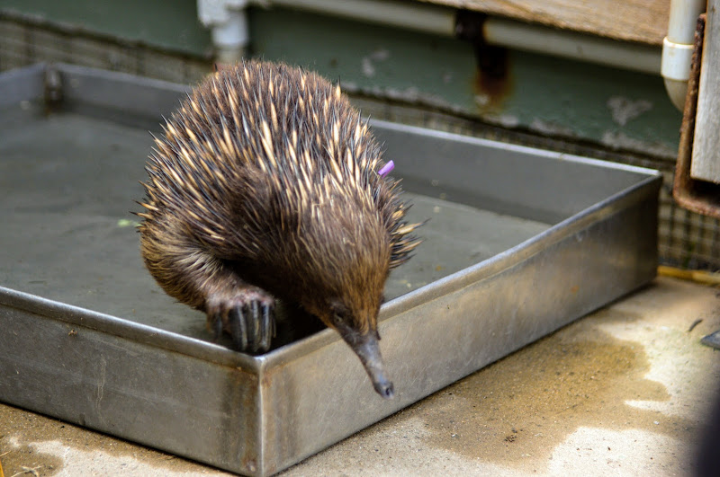 Taronga 2012 - Short-beaked Echidna in the old Education Centre