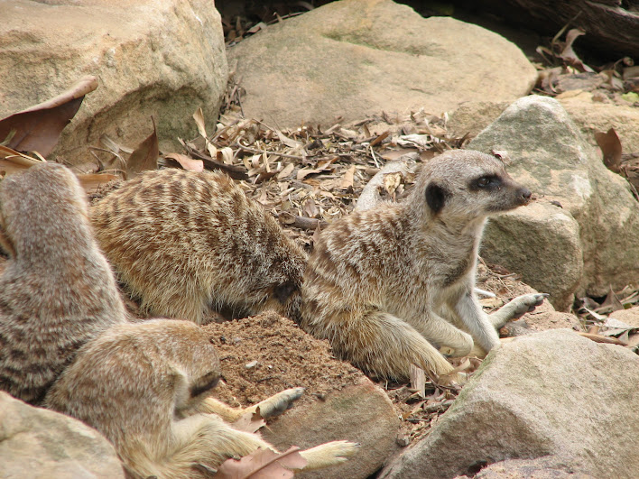 Taronga 2012 - Slender-tailed Meerkats
