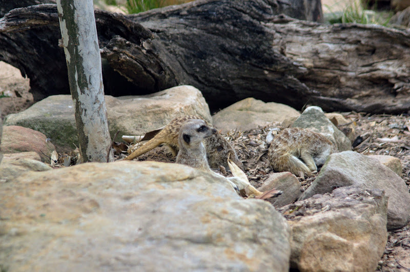 Taronga 2012 - Slender-tailed Meerkats