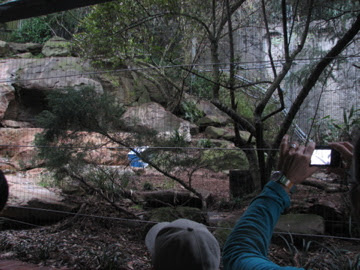 Taronga 2012 - Snow Leopard exhibit