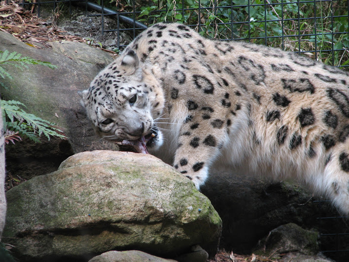 Taronga 2012 - Snow Leopard