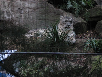 Taronga 2012 - Snow Leopard