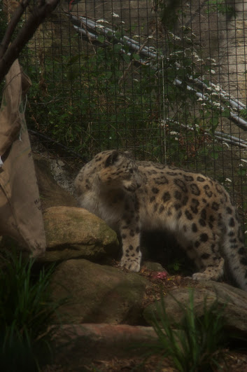 Taronga 2012 - Snow Leopard