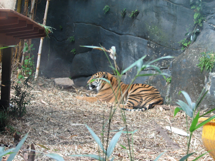 Taronga 2012 - Sumatran Tiger