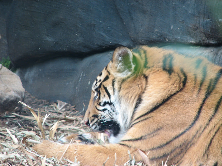 Taronga 2012 - Sumatran Tiger