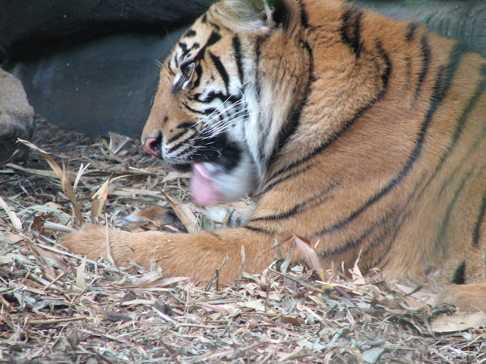 Taronga 2012 - Sumatran Tiger