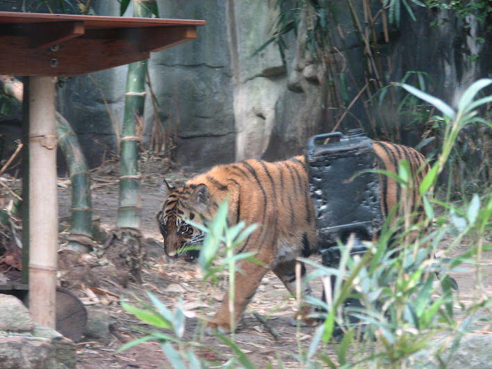 Taronga 2012 - Sumatran Tiger