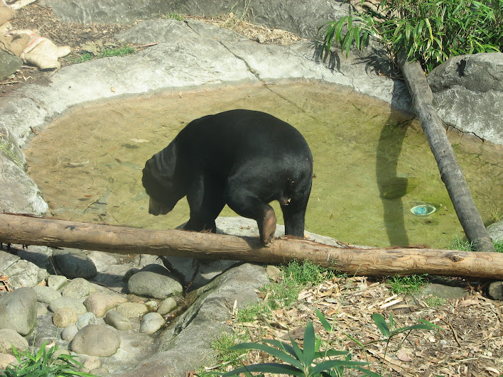 Taronga 2012 - Sun Bear