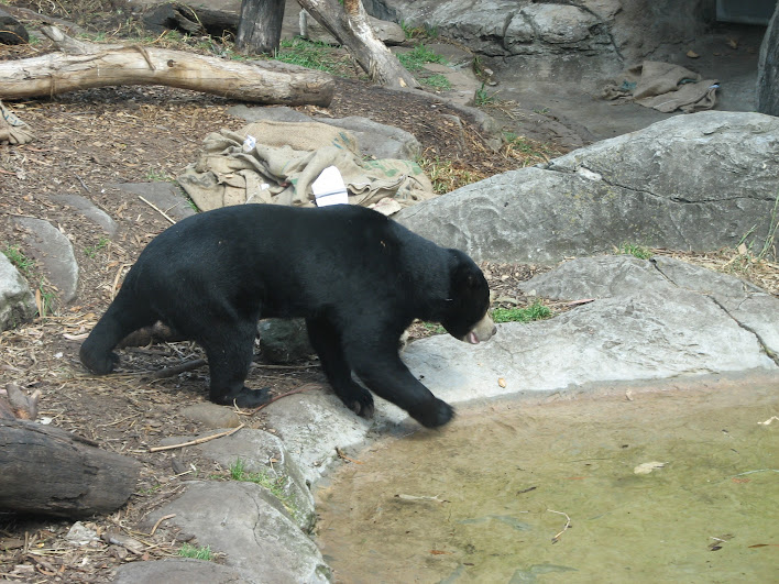Taronga 2012 - Sun Bear