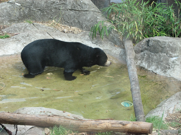 Taronga 2012 - Sun Bear