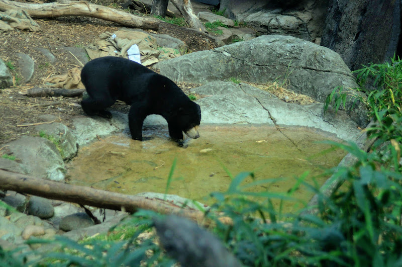 Taronga 2012 - Sun Bear