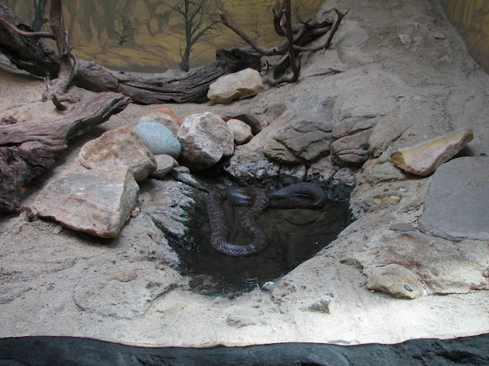 Taronga 2012 - Tiger Snake - Reptile World