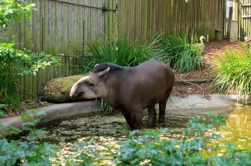 Taronga 2012 - Tiquie the Brazilian Tapir with an Egyptian Goose in the background