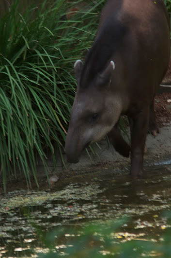 Taronga 2012 - Tiquie the Brazilian Tapir