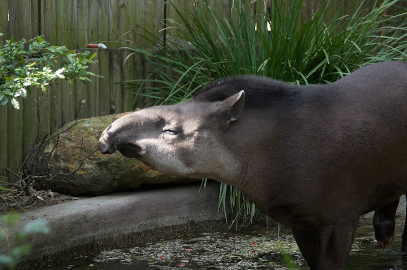 Taronga 2012 - Tiquie the Brazilian Tapir