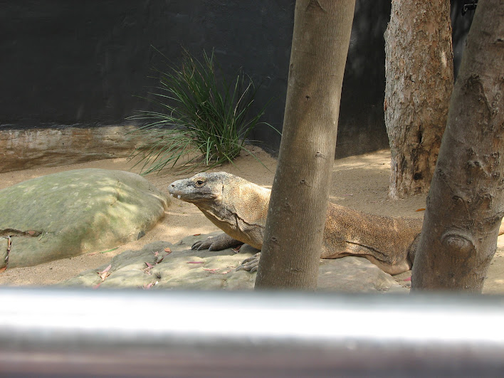 Taronga 2012 - Tuka the Komodo Dragon - Reptile World