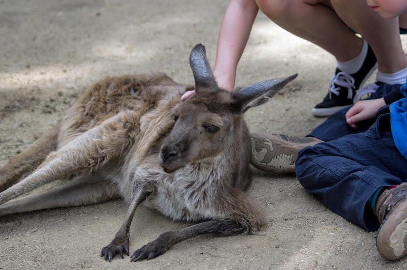 Taronga 2012 - Western Grey Kangaroo in the old Education Centre