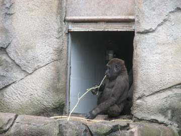 Taronga 2012 - Western Lowland Gorilla