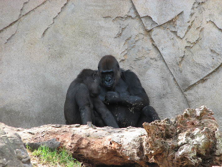 Taronga 2012 - Western Lowland Gorillas