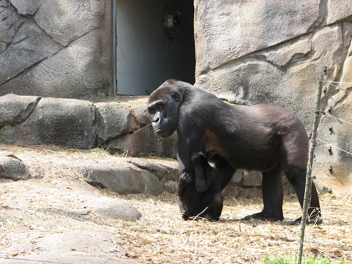 Taronga 2012 - Western Lowland Gorillas
