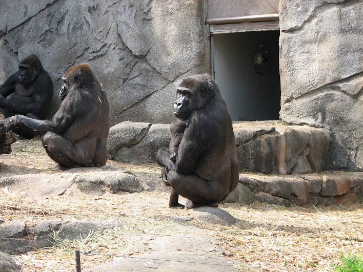 Taronga 2012 - Western Lowland Gorillas