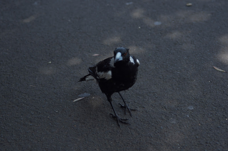 Taronga 2012 - wild Australian Black-backed Magpie