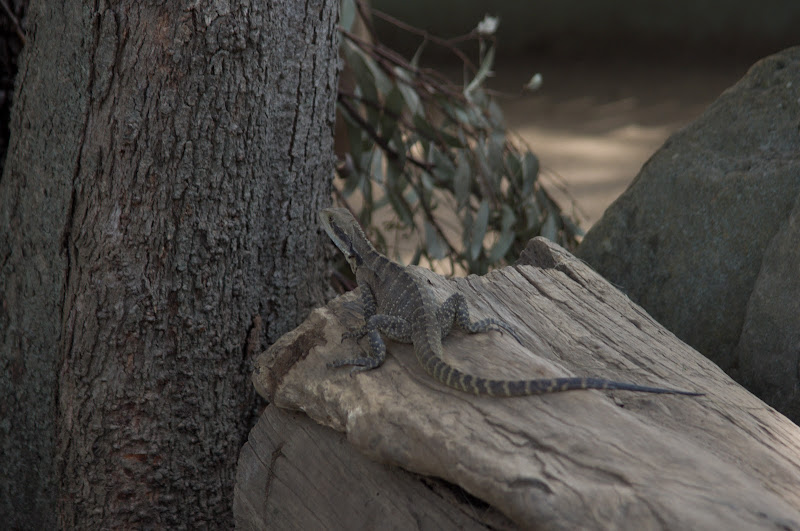 Taronga 2012 - wild Eastern Water Dragon in the Common Wombat exhibit in the Old Education Centre