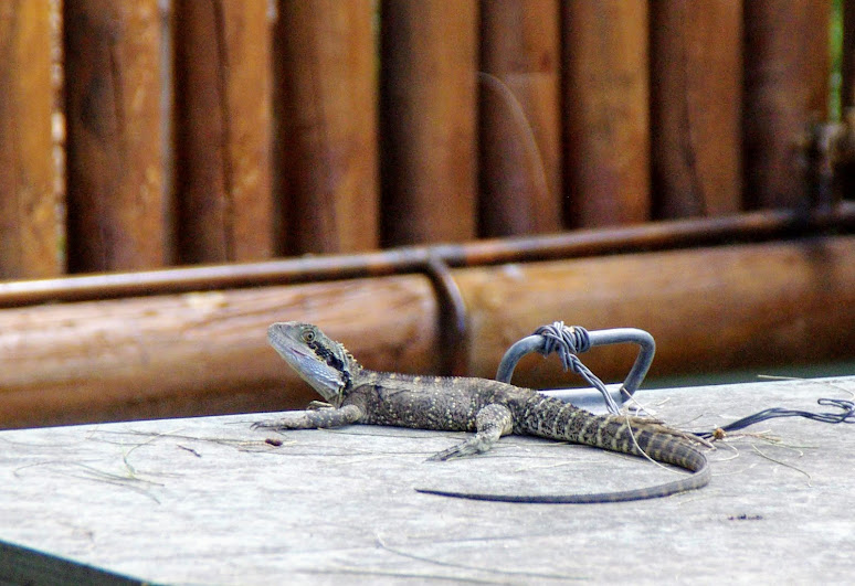 Taronga 2012 - wild Eastern Water Dragon - Old Education Centre