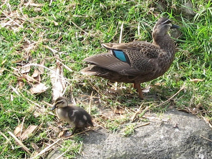 Taronga 2012 - wild Pacific Black Duck with ducklings in gorilla exhibit