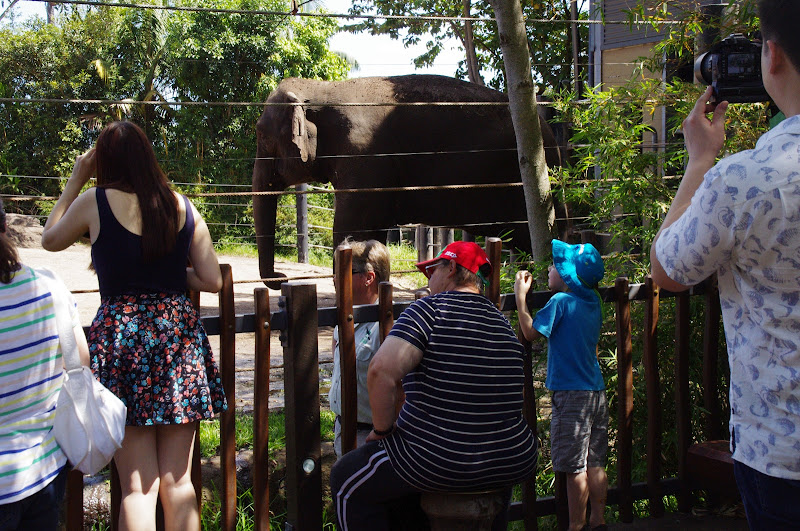 Taronga 2014 - Asian Elephant