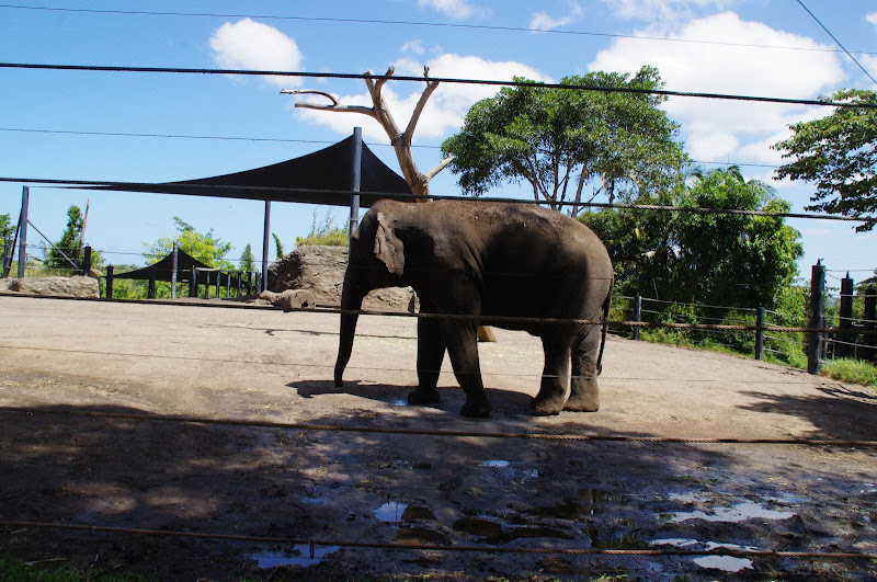 Taronga 2014 - Asian Elephant