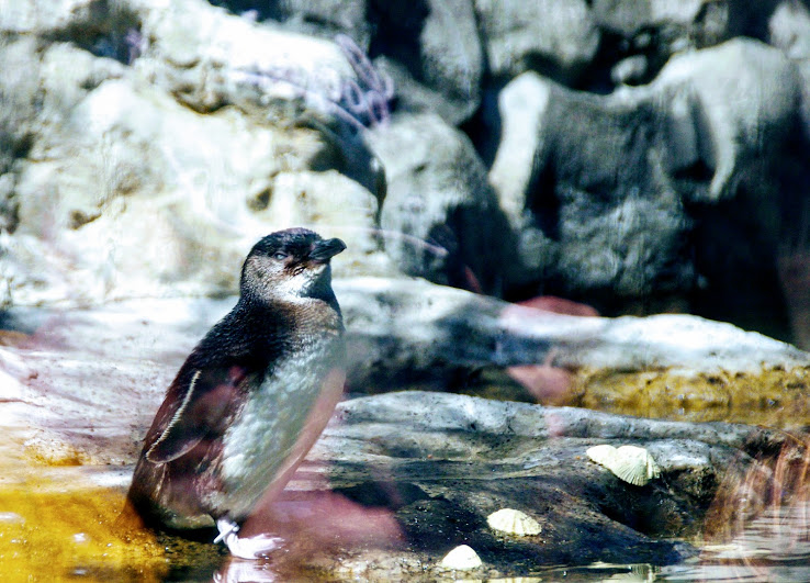 Taronga 2014 - Australian Little Penguin - Great Southern Oceans