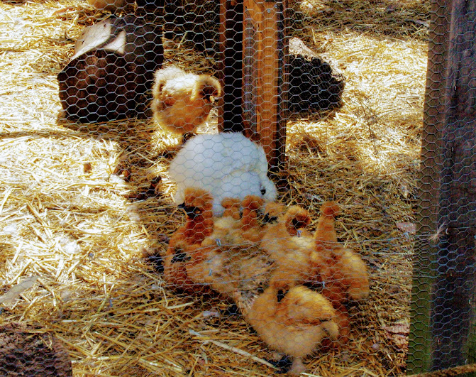 Taronga 2014 - Backyard to Bush - Domestic Chickens