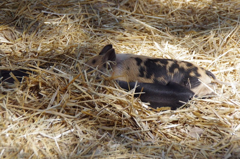 Taronga 2014 - Backyard to Bush - Domestic Pigs