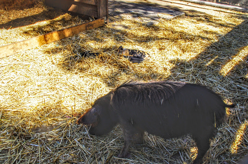 Taronga 2014 - Backyard to Bush - Domestic Pigs