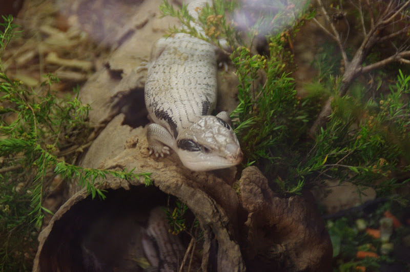 Taronga 2014 - Backyard to Bush - Eastern Blue-tongue